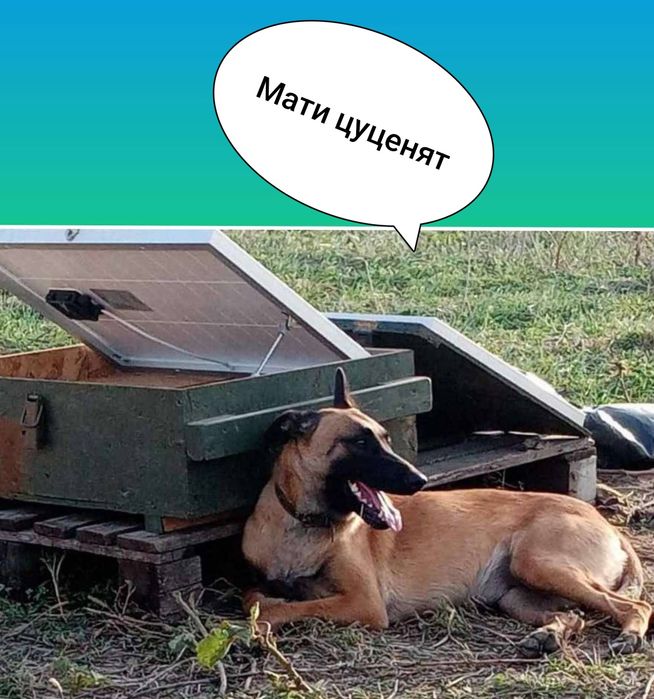 Елітне цуценя бельгійської вівчарки (малінуа)