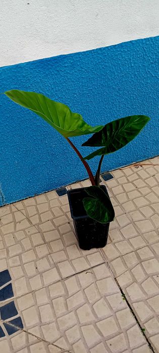 Alocásia orelha de elefante