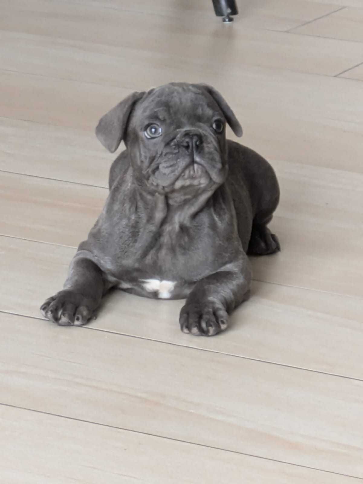 Buldog Francuski niebieski piesek