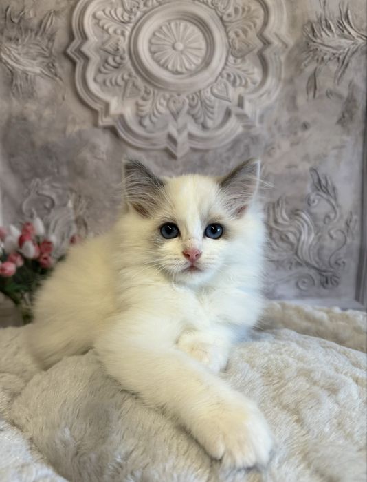 Koteczka Ragdoll blue bikolor