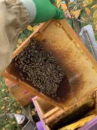 Продам бджолопакети карніка (3+1р.)
