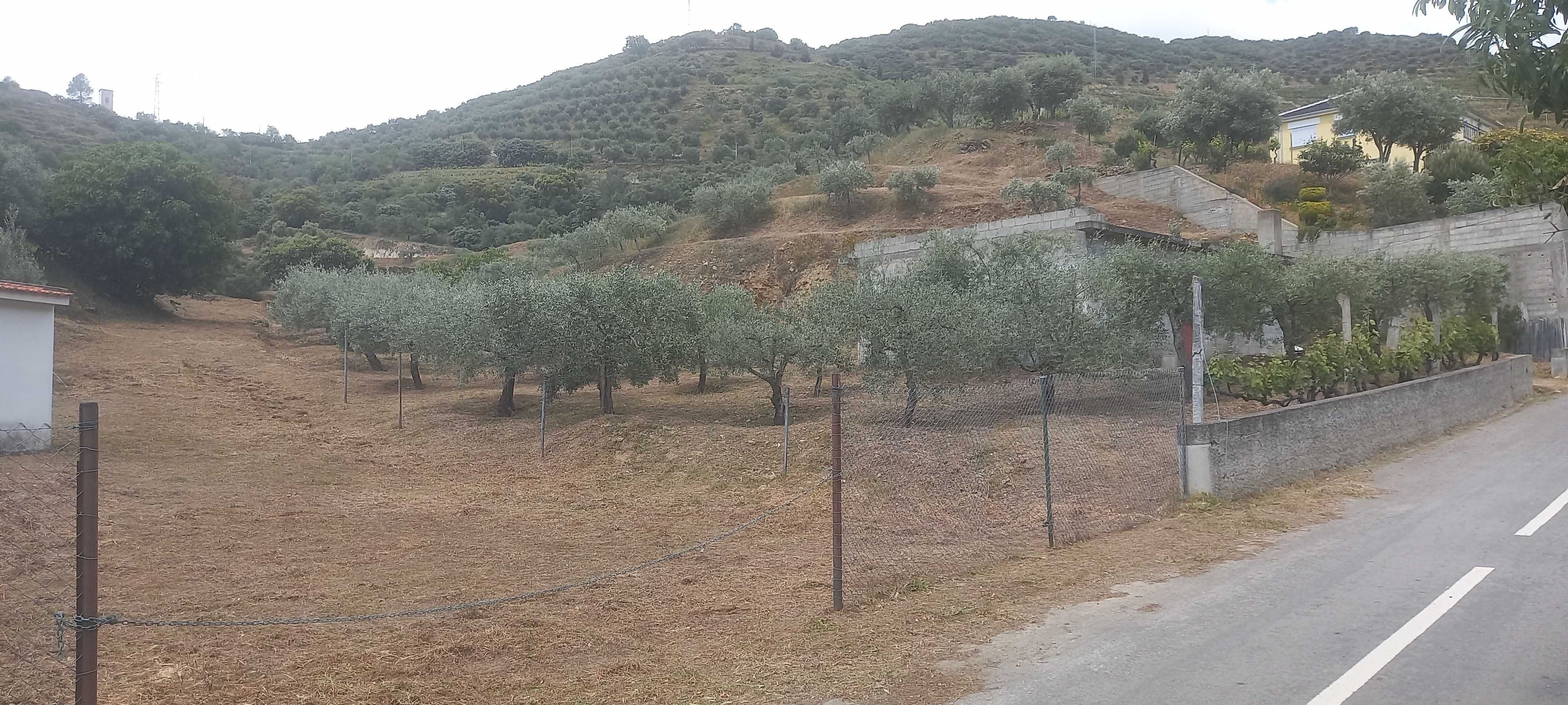 Terreno Rustico com olival em Coleja, Carrazeda de Ansiães