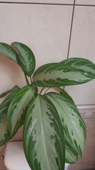 Kwiat doniczkowy Aglaonema Silver Bay