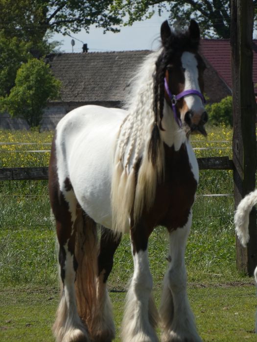 Sprzedam klacz irish cob