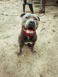 Amstaff Ares Szuka Domu
