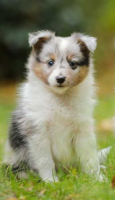 Owczarek szetlandzki sheltie śliczny piesek blue merle