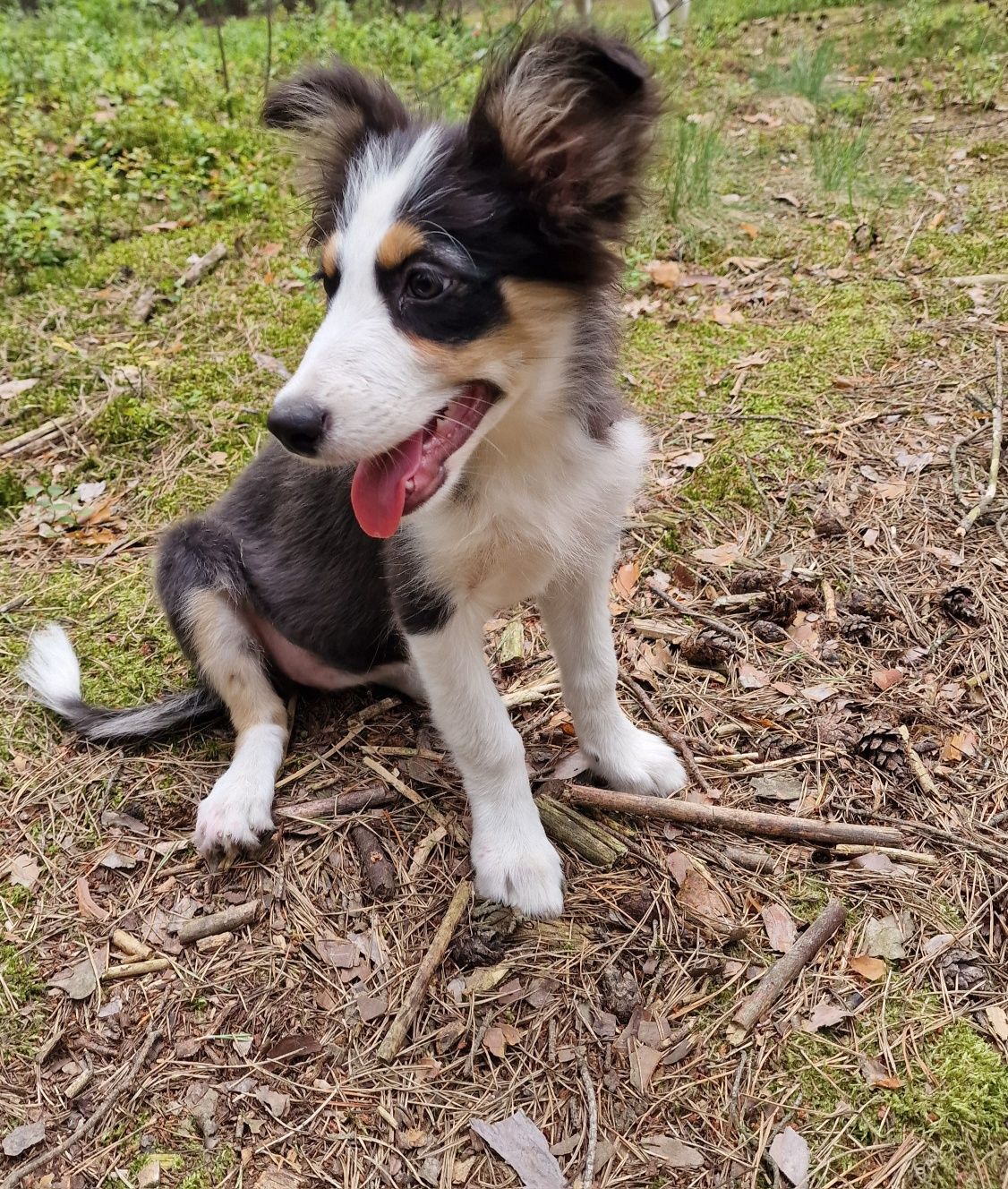 Border Collie suczka czarno biała tricolor