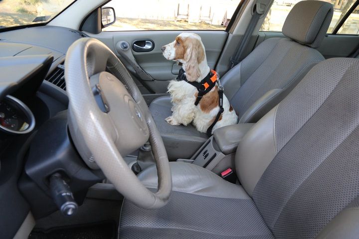 Smycz, Pasy Szelki bezpieczeństwa do samochodu dla psa KARDIFF AIR 3D