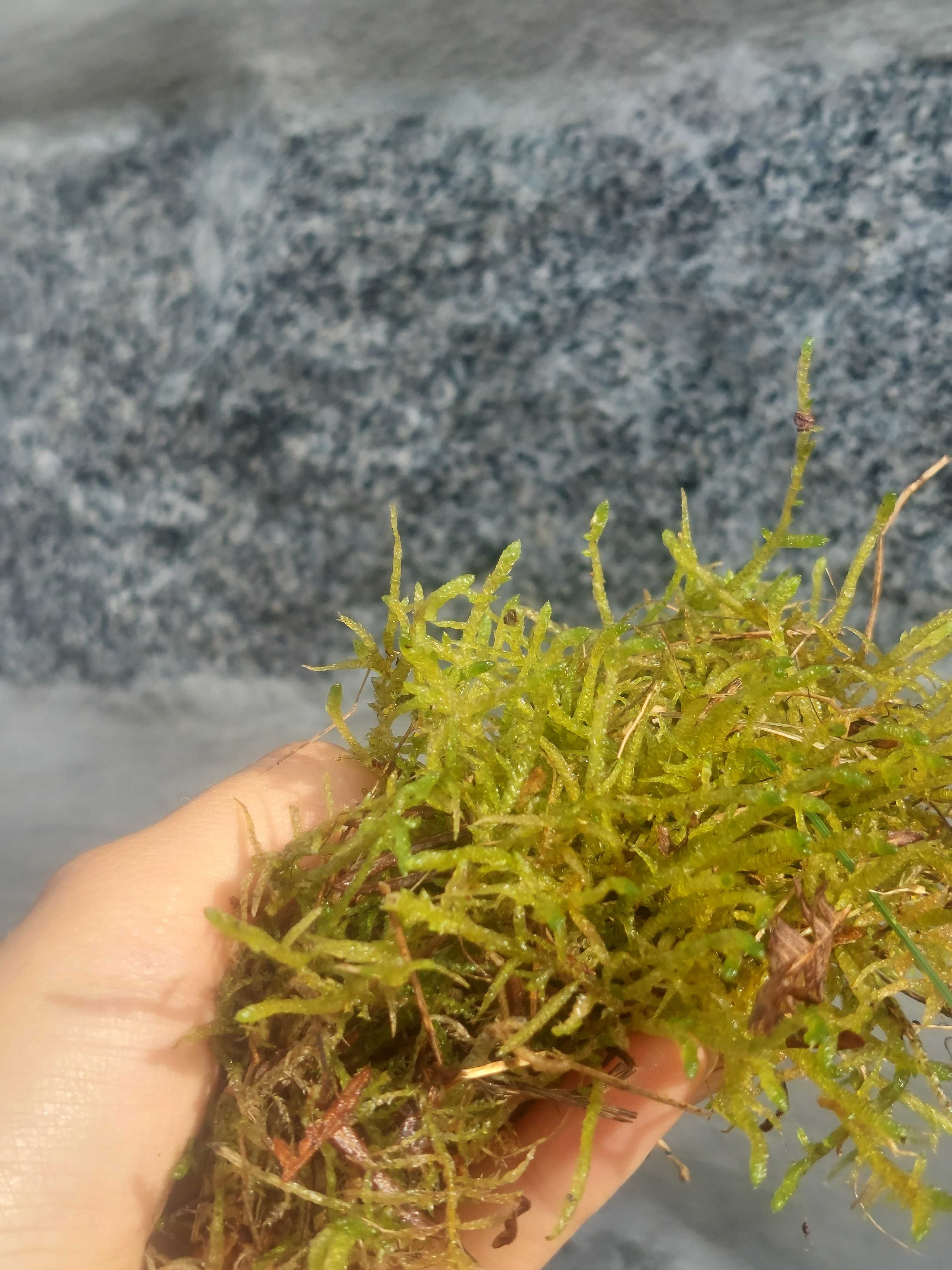 Musgo esfagno/ sphagnum moss 3L