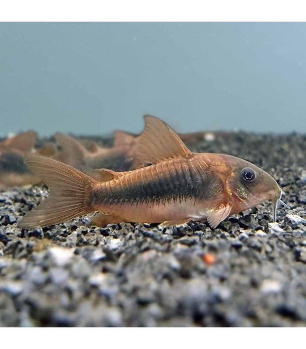 Corydoras aneus bronze