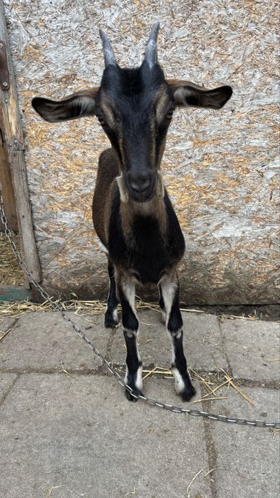 sprzedam dwie kózki