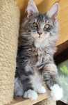 Cudowny Kocurek Maine Coon Fernando Ashantu*PL gotowy do odbioru