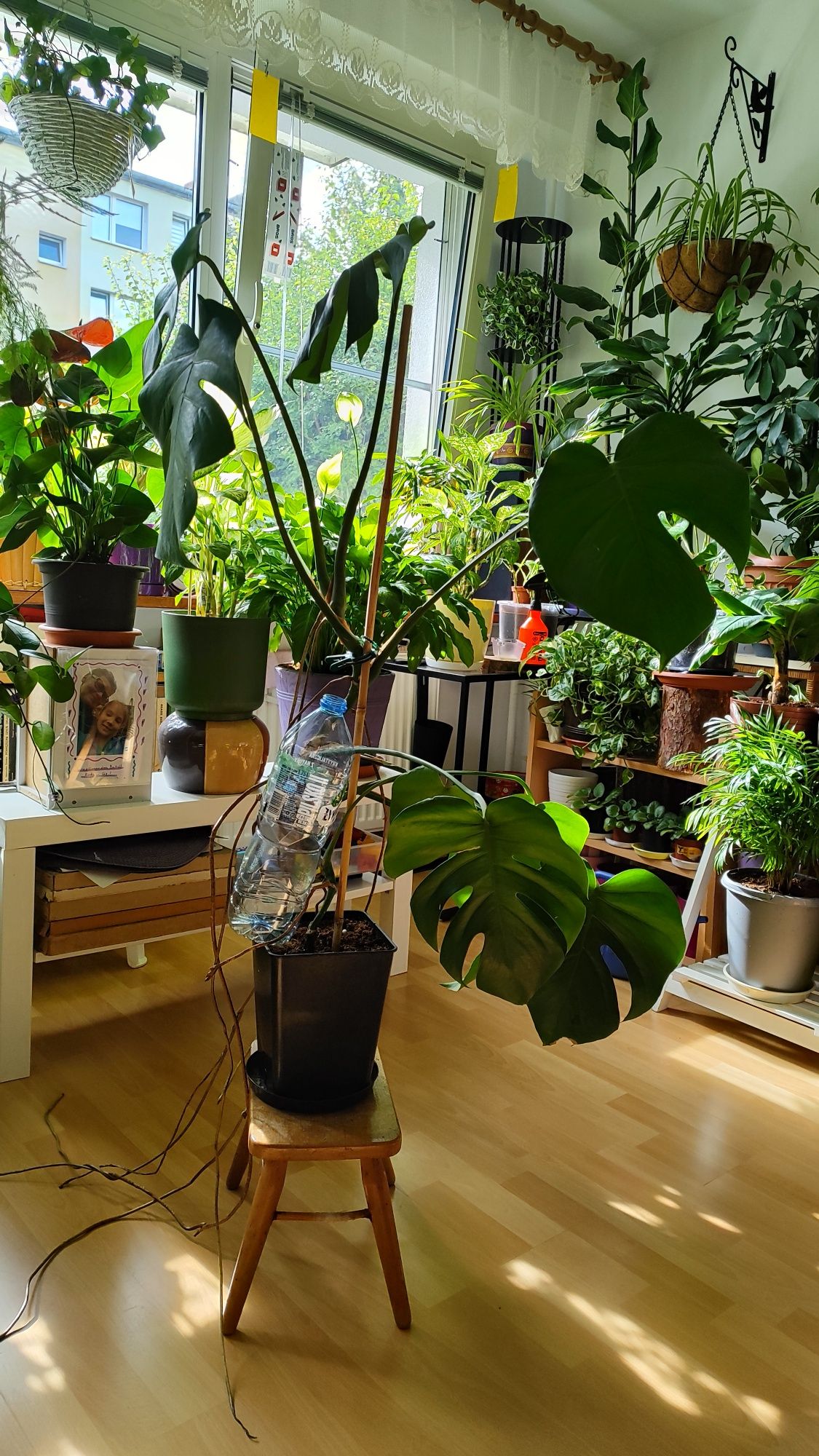 Monstera dziurawa
