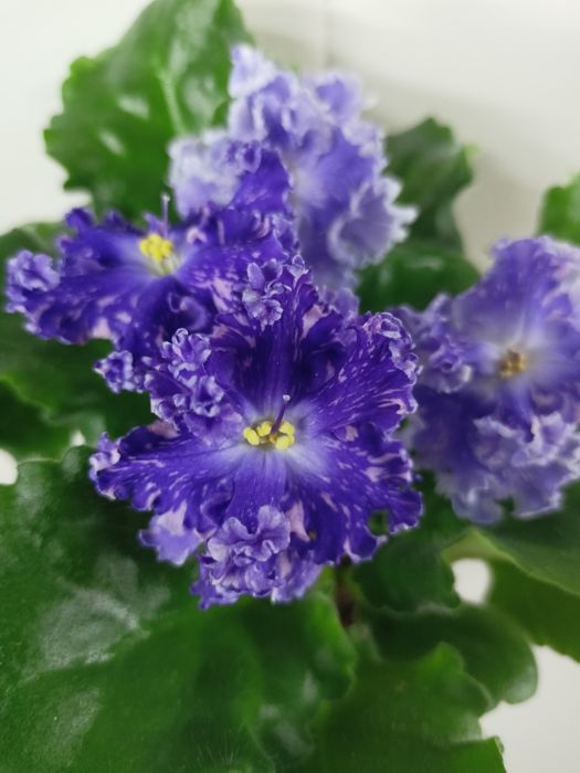 Фиалка Кристалл Сваровски