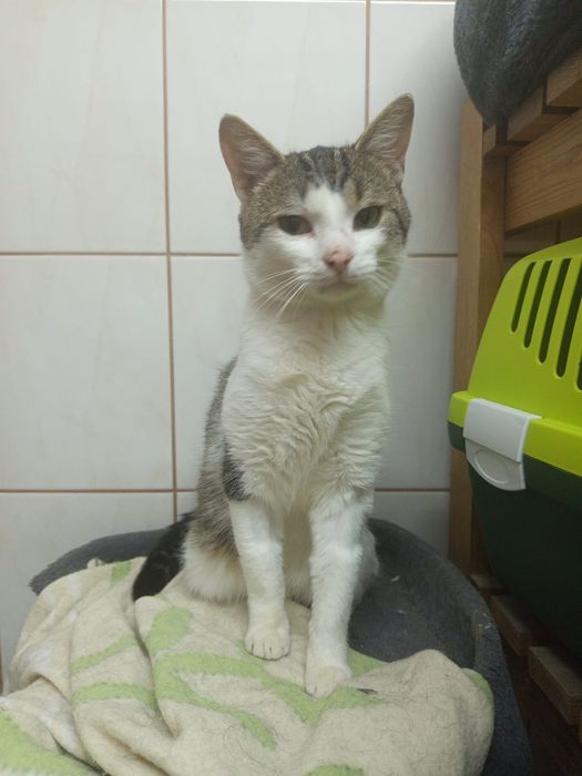 Roczny słodziak szuka domu niewychodzącego