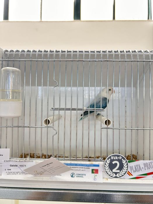 Varios agapornis fischers opalinos