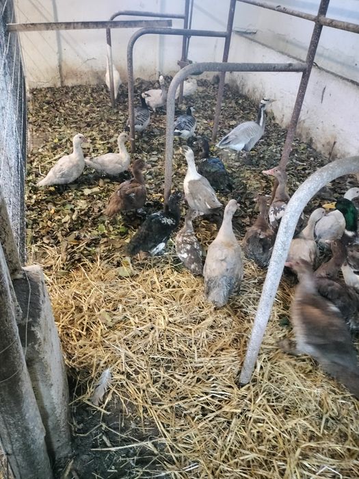 Kaczki staropolskie dworka kajuga mix