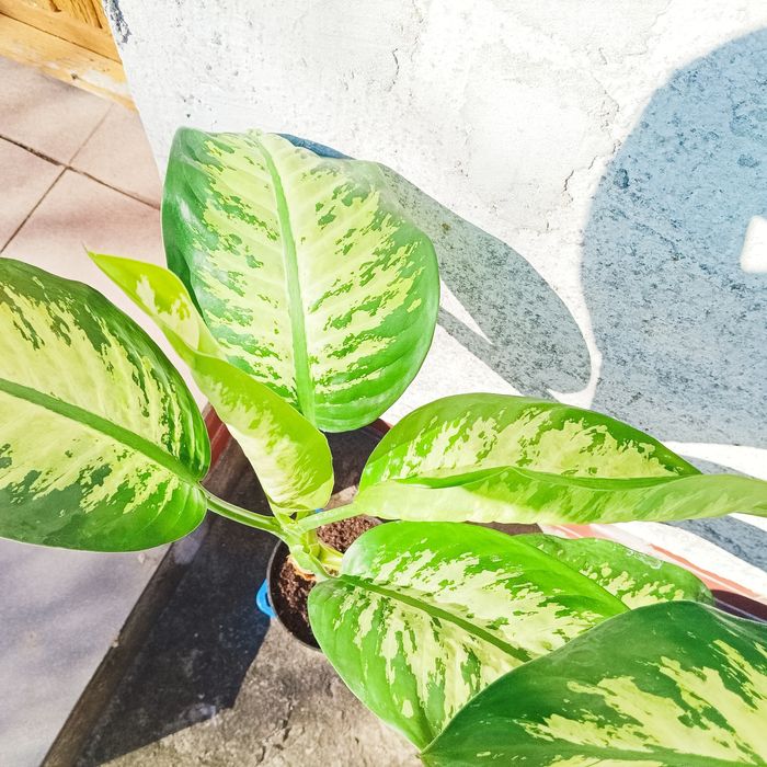 4. Diffenbachia 2 sztuki