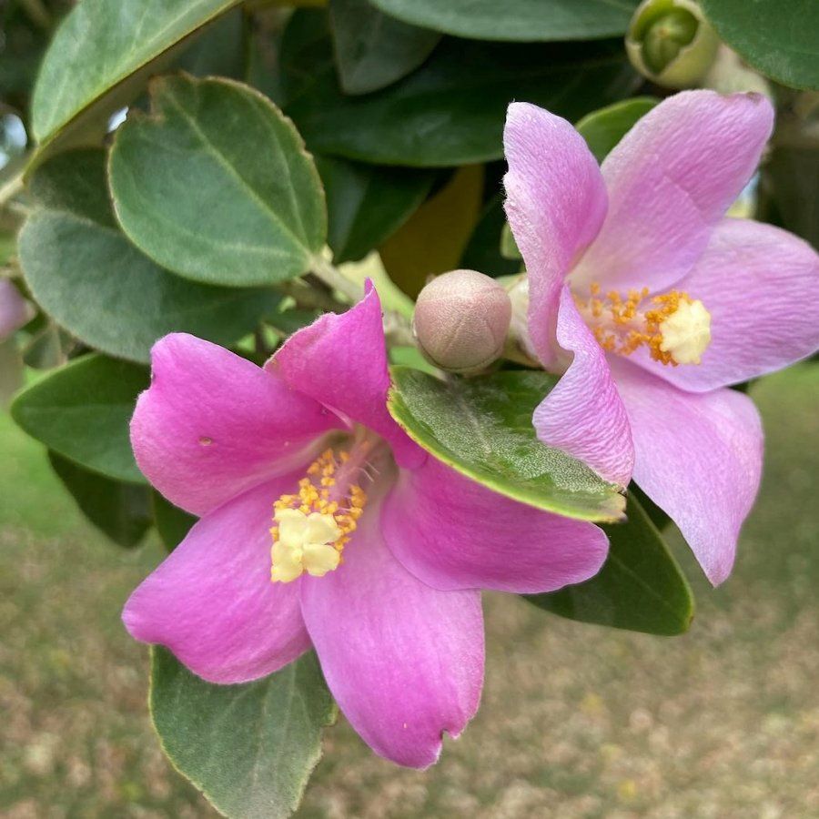 Лагунарія Патерсона / lagunaria patersoniа