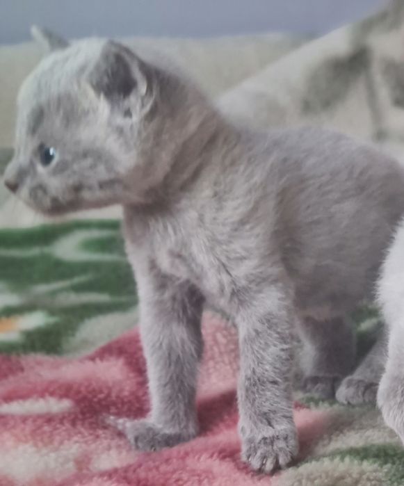 Kocurek rosyjski niebieski