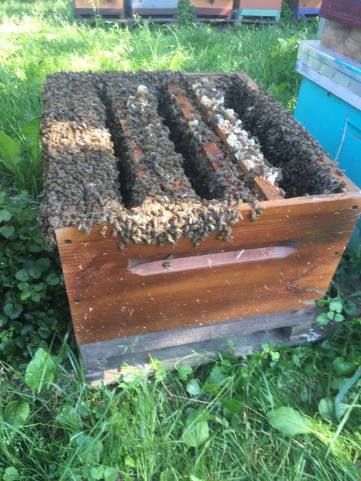 Бджолопакети української степової на 230