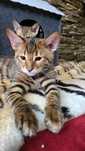 Toyger, bengal ,Bengaskie