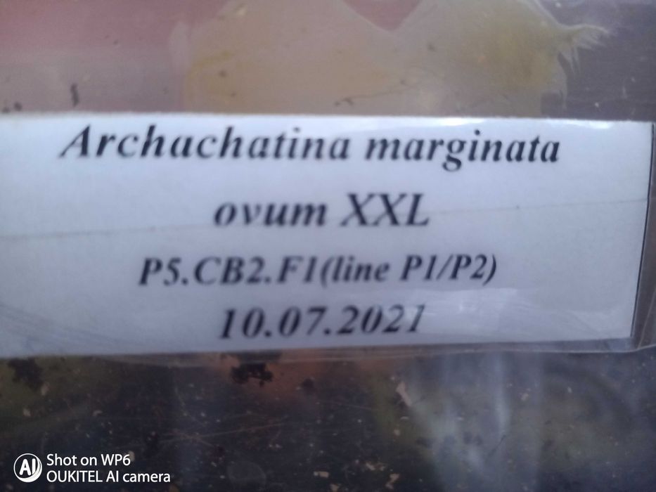 Archachatina marginata ovum XXL młode ślimaki