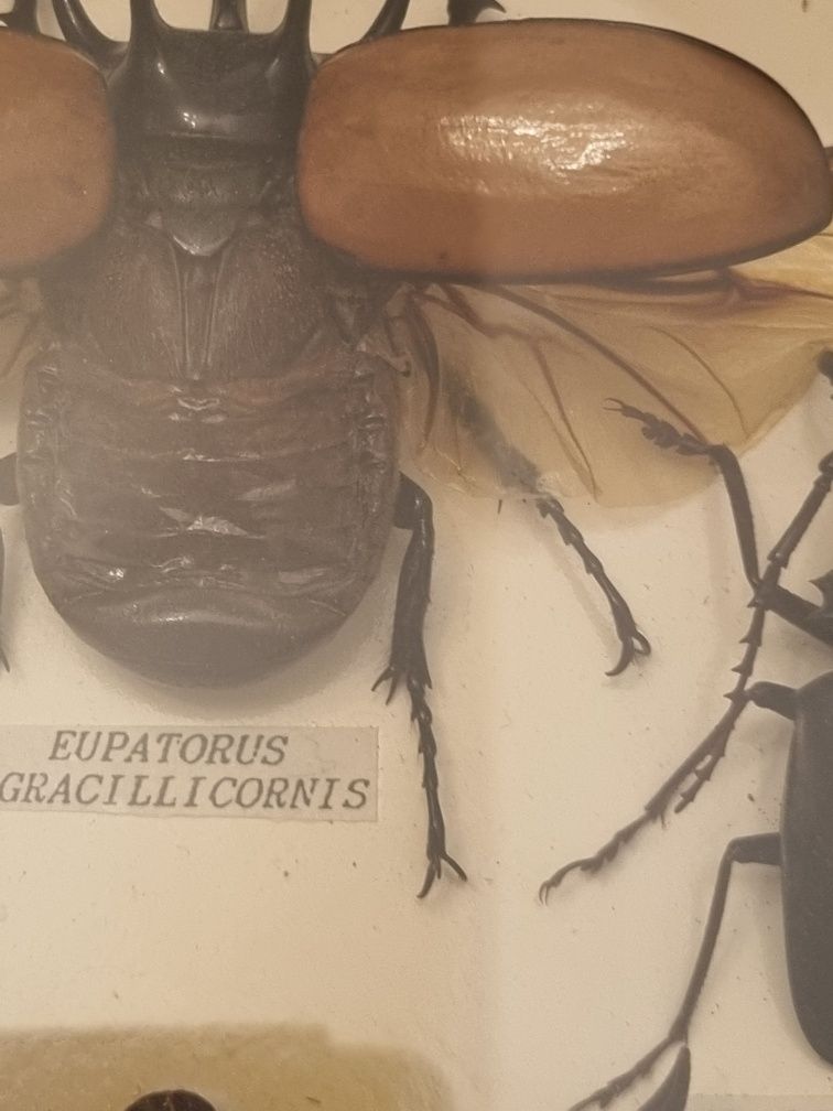 Gablotka entomologistyczna/Żuki , Scorpiony