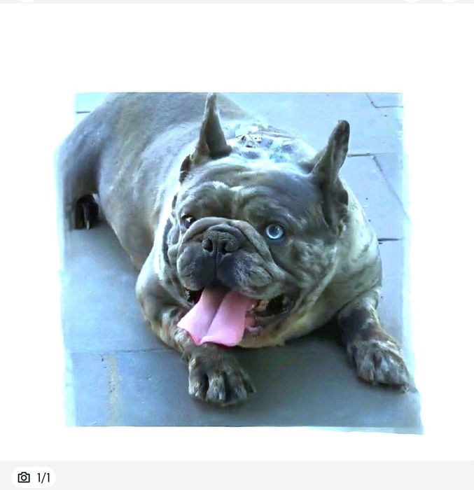 Голубой Мерле красивый француз!