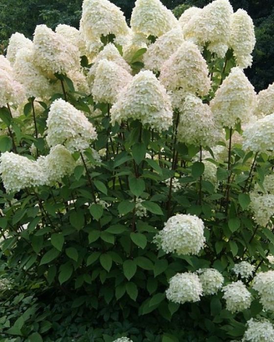 Hortensja "Phantom"