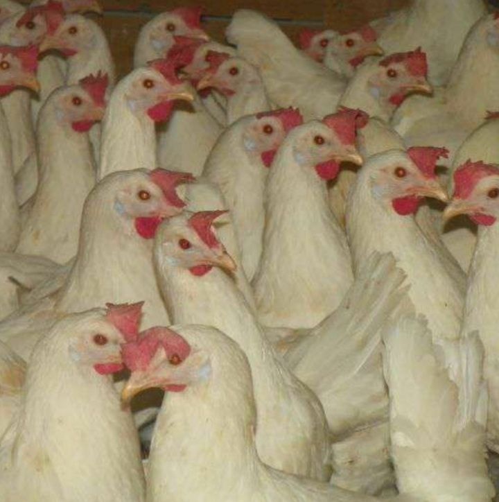 Leghorn 23 tyg Młode Kurki Wysyłka