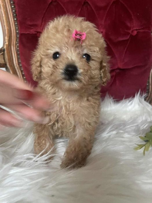 Wyjątkowa suczka Tori  pudel toy aprikot krótka kufa