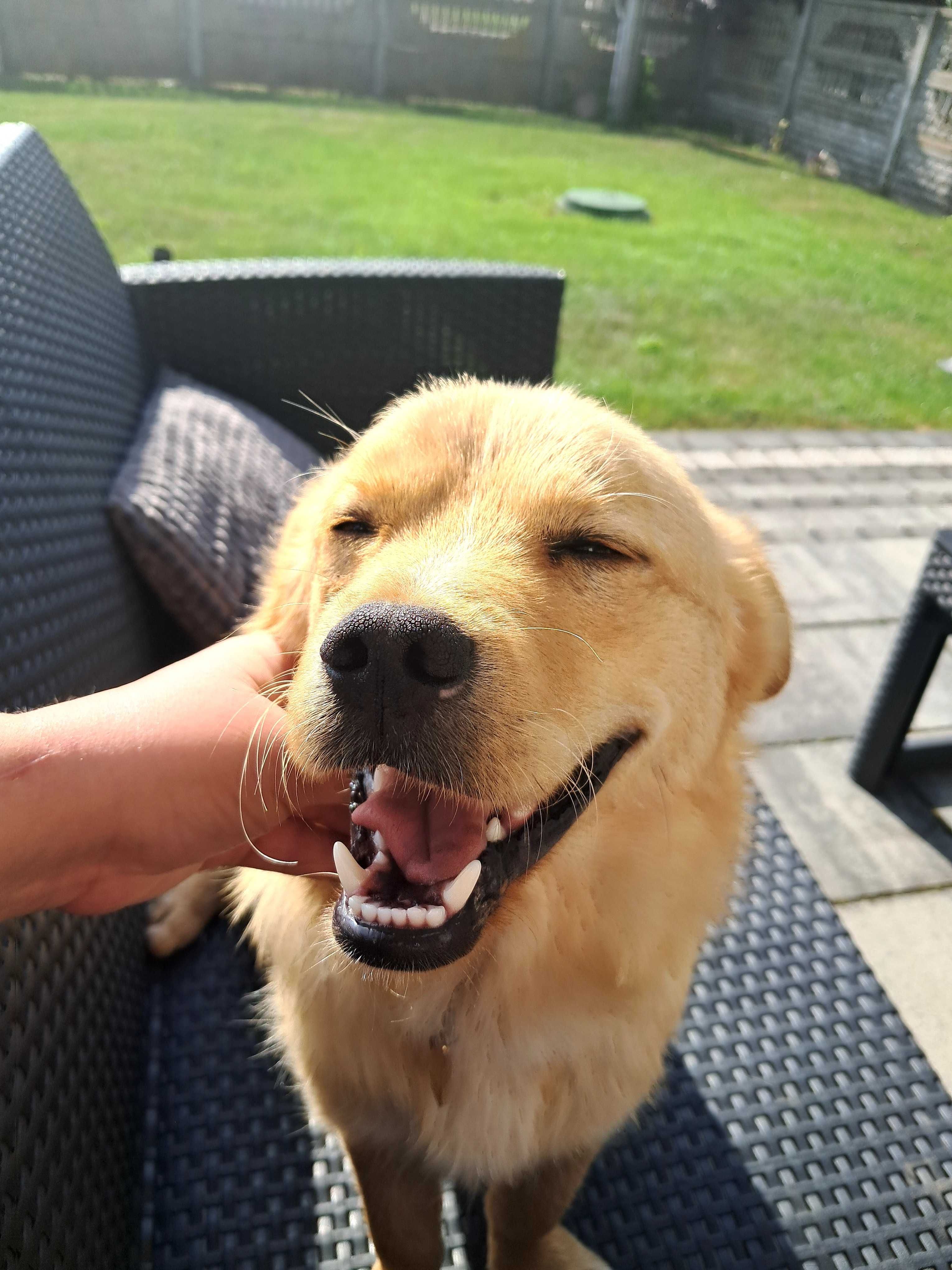 Kundelek do adopcji