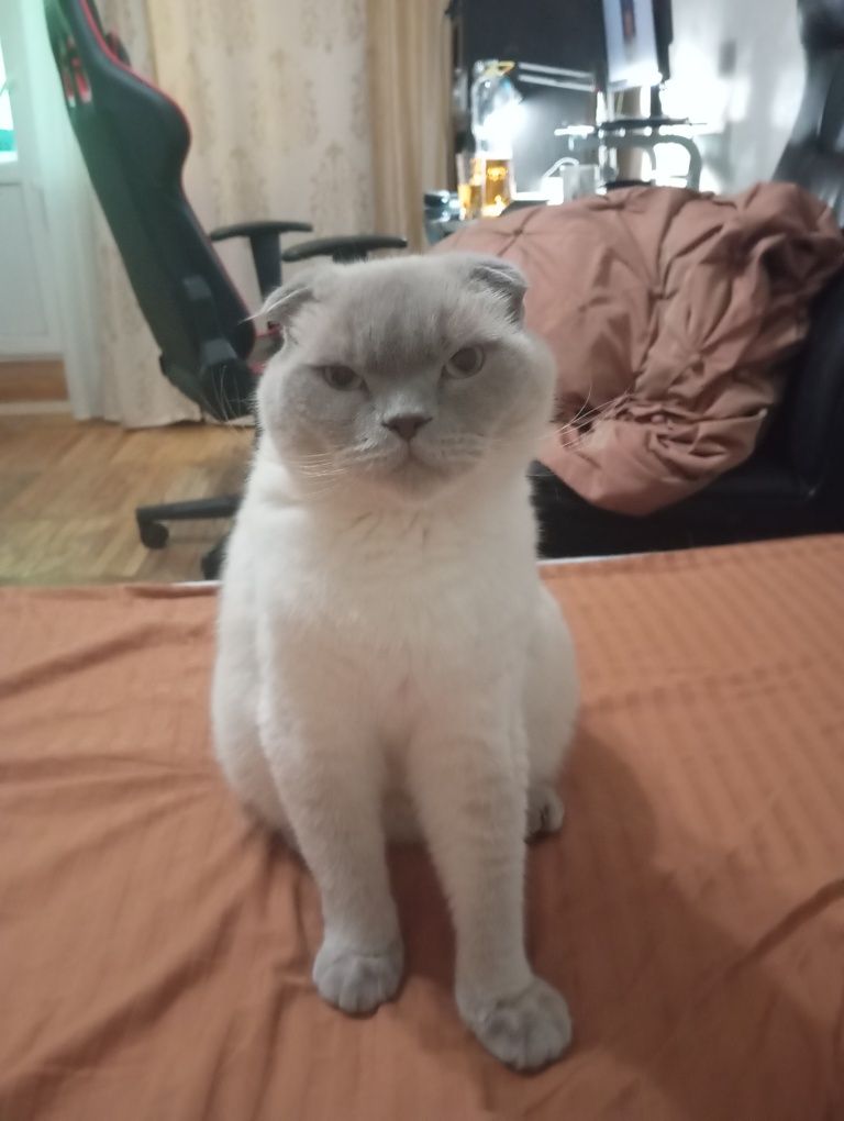 Отдам в хорошие руки кота