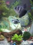 Pielegnice papuzie blue tiger