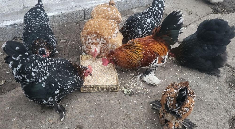 Инкубационное яйцо карликового кохинхина, бентамки, шовкова, мильфлер