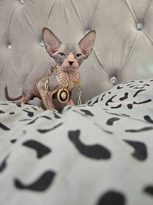 Piękne kocięta Sfinks