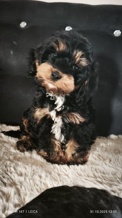 Cocapoo, cockapoo F1 cavapoo Guffi
