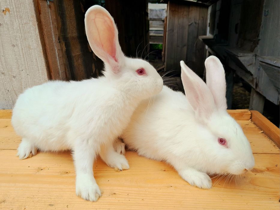 Термонська Біла!