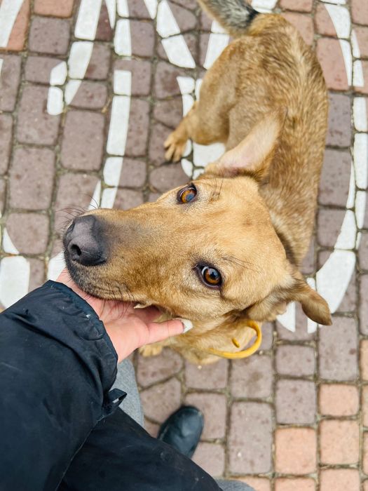 Roczny pies Arczi do adopcji