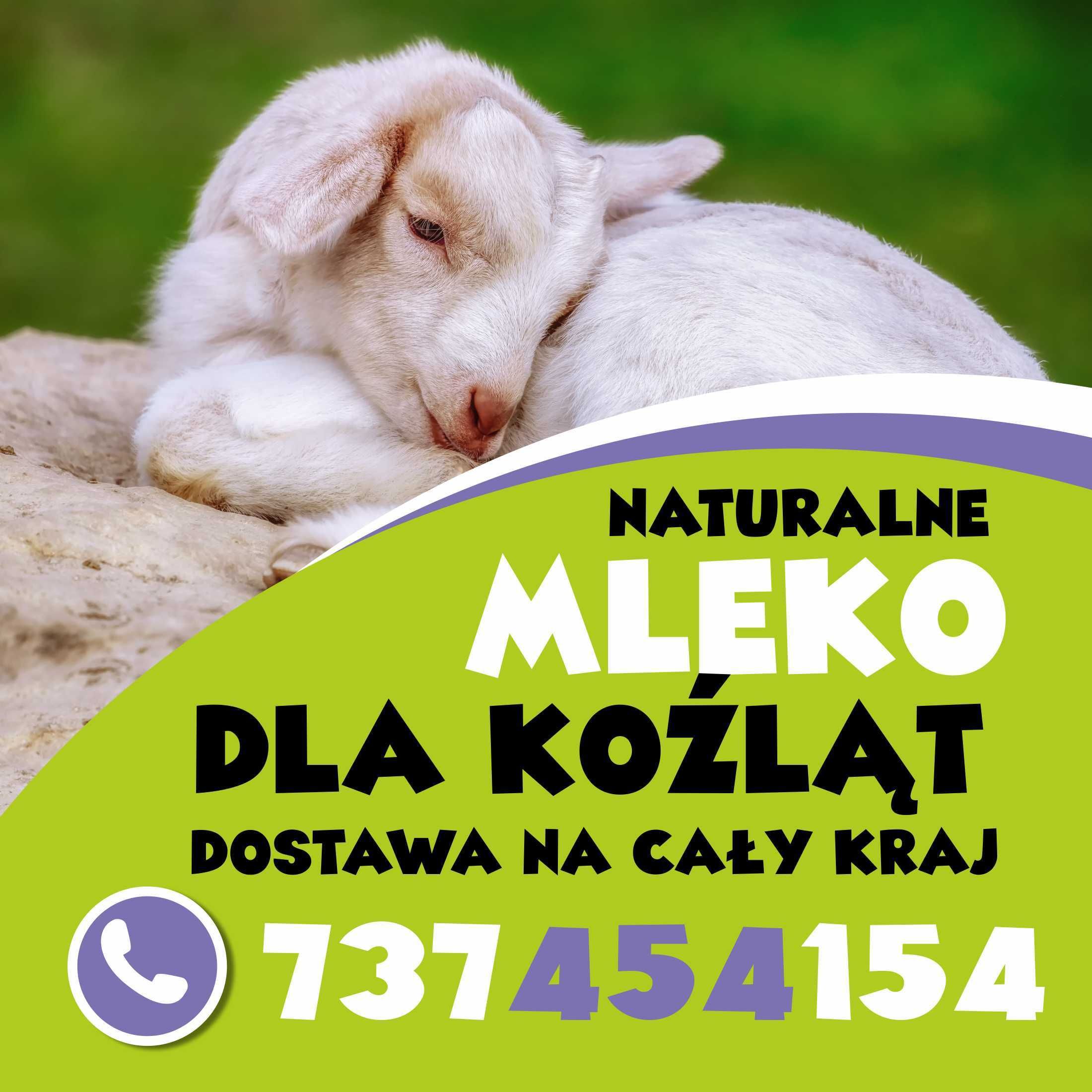 mleko dla kozlat jagniat szybka wysyłka