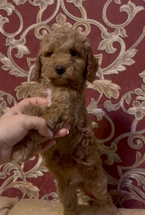 Мальтипу  f2 чудесный мальчик