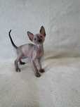 CORNISH REX - Dostępna kotka o imieniu VANESSA Hodowla: MatiMalwa*PL