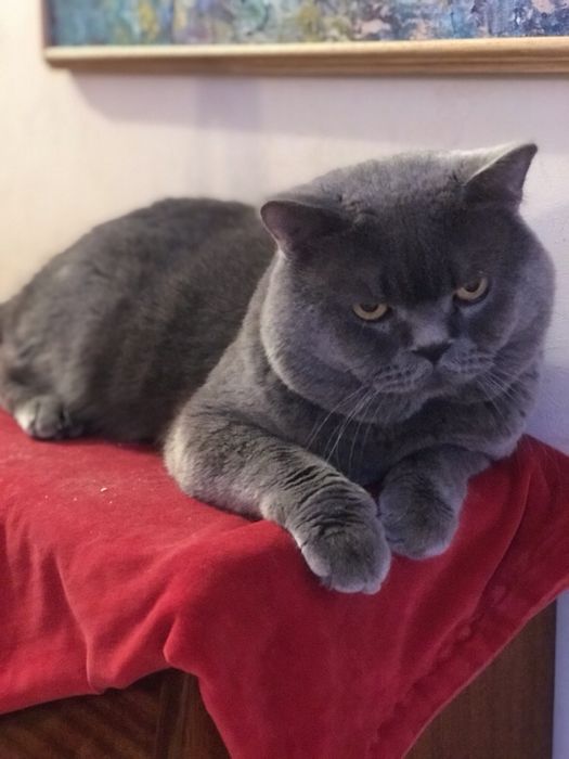 Вязка.Лучший кот! Шотландец