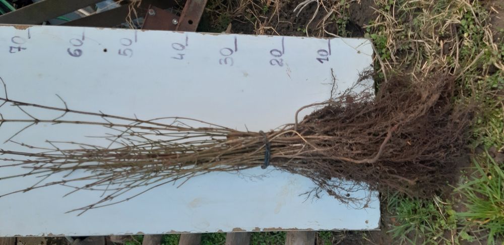 Śliwa tarnina, ałycza rośliny miododajne na żywopłot