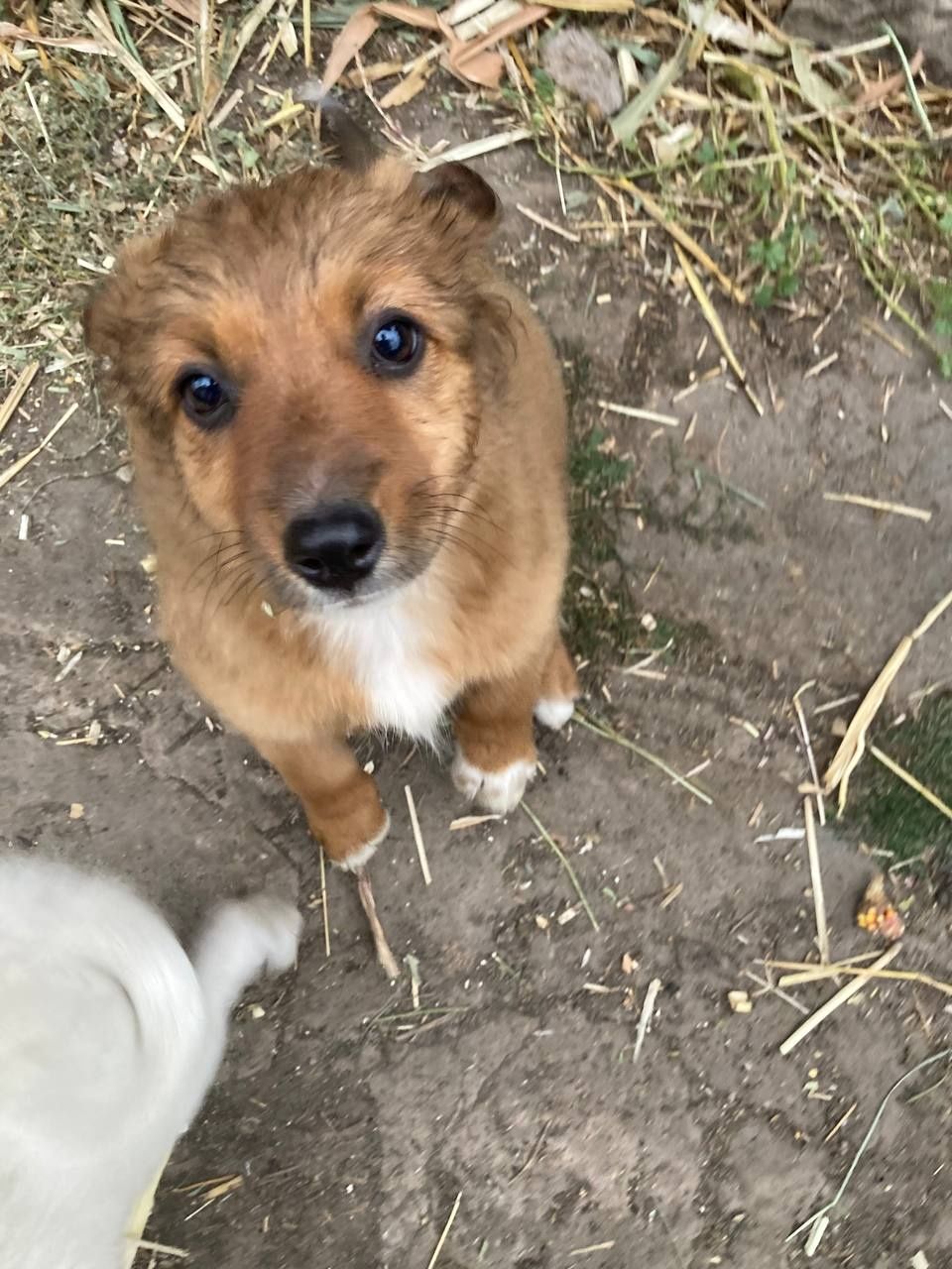 Песики шукають люблячу родину