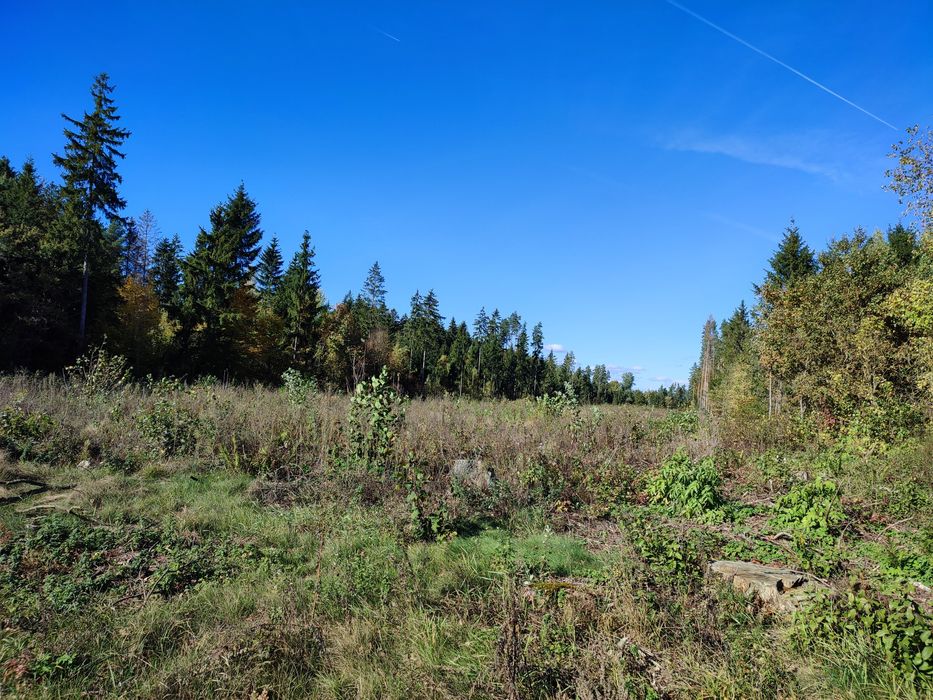 Działka leśna powierzchnia 2,16ha