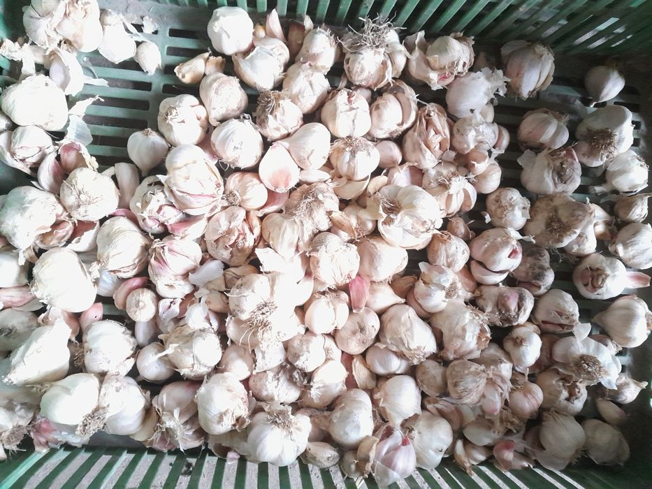 Czosnek wiosenny jarus przemysłowy.