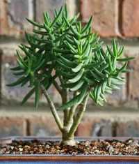 Crassula tetragona дітка