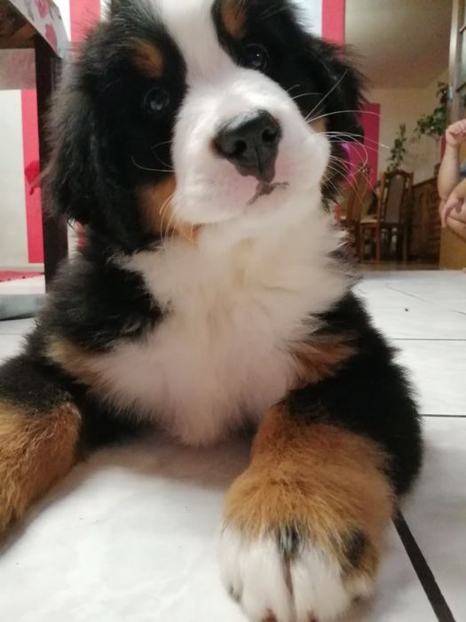 Berneński pies pasterski